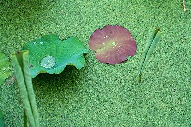 《守望先锋：归来》RTX4090演示 360+帧率丝滑流畅